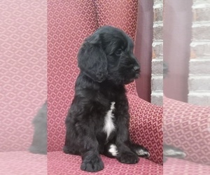 Small #1 Breed Golden Newfie Doodle image