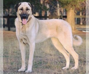 Image of Kangal Dog breed