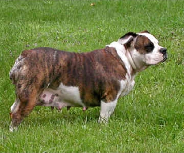Image of English Bulldogge Breed
