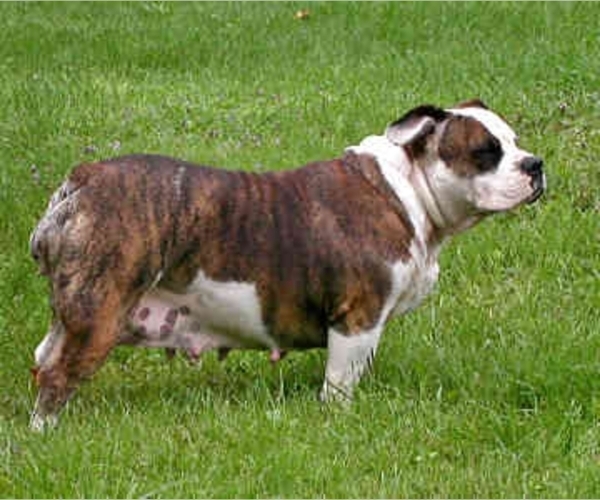 Image (English Bulldogge)