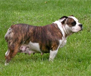 Image of breed English Bulldogge