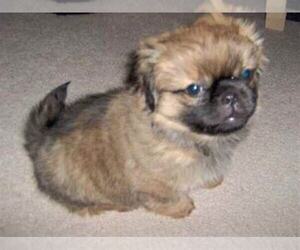 Image of Silky Pug breed