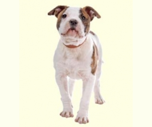 Olde Bulldog Dog Breed Image