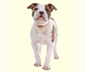 Samll image of Olde Bulldog