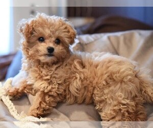 Chi-Poo (Toy) puppies for sale and Chi-Poo (Toy) dogs for adoption