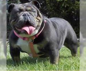 Small #3 Breed Bulldog image