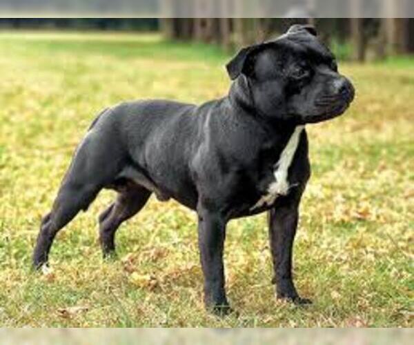 American Staffordshire Terrier Breed Information and