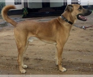 Image of Kombai breed