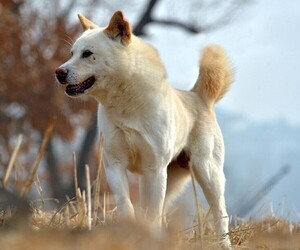 Image of Pungsan  breed