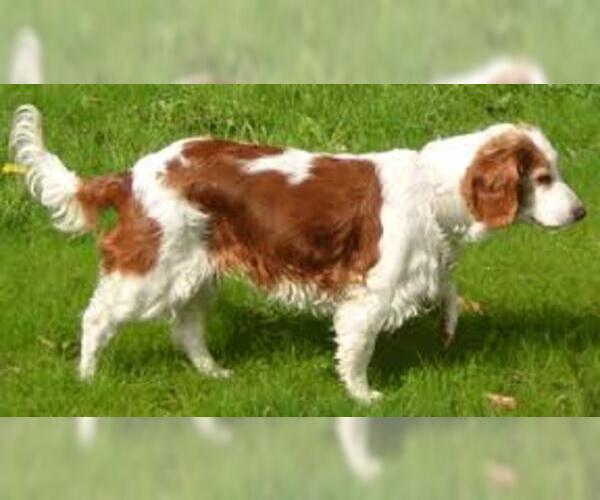 Medium Photo #4 Welsh Springer Spaniel Dog Breed