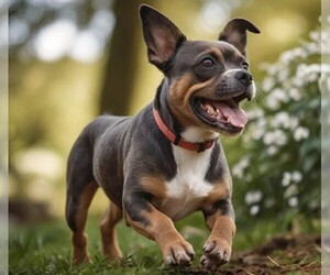 Image of Miniature English Bulldach breed