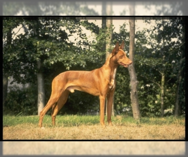 Image of Pharaoh Hound Breed