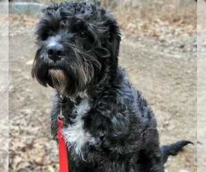 Image of Boxerdoodle (Miniature) breed