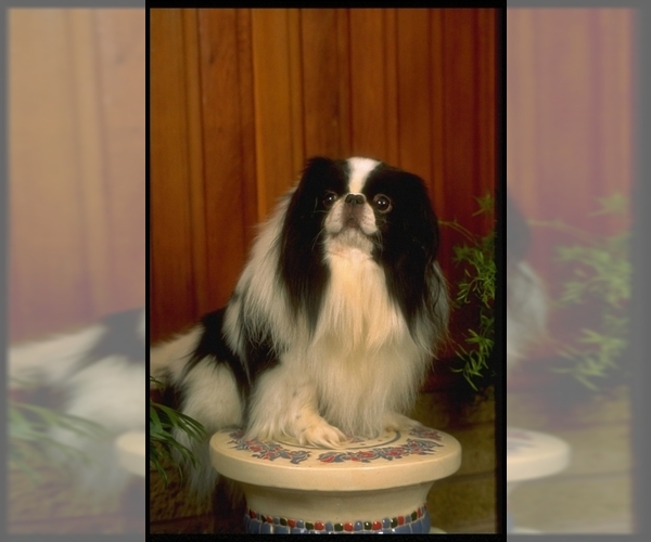 Image of Japanese Chin Breed