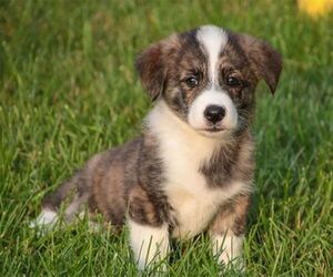 Corgipoo puppies for sale and Corgipoo dogs for adoption