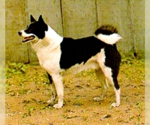 Image of Russian European Laika breed