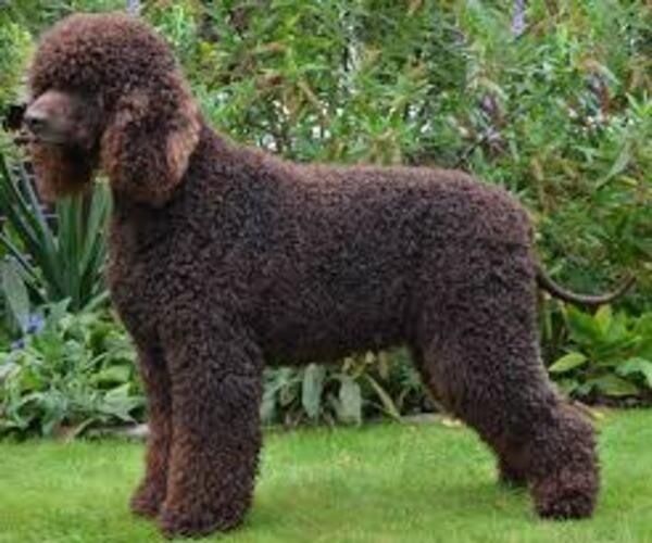 Medium Photo #5 Irish Water Spaniel Dog Breed