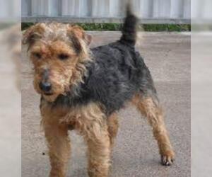 Small #1 Breed Lakeland Terrier image