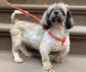 Image of French Tzu breed