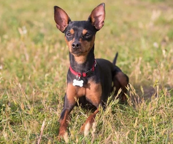 Medium Photo #1 Toy Fox Pinscher Dog Breed