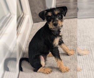 Image of Miniature Schnaupin breed