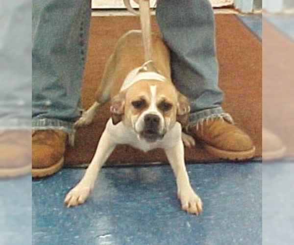 Image of Peagle Breed