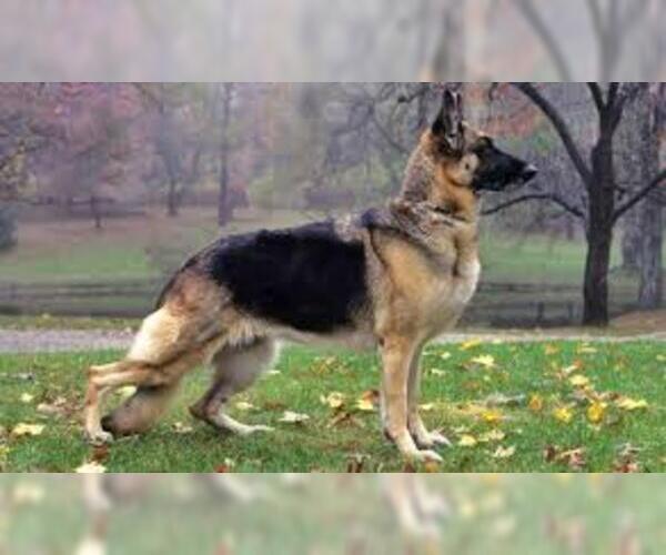 Medium Photo #8 German Shepherd Dog Dog Breed