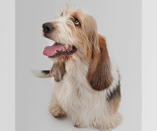 Medium Photo #1 Tzu Basset Dog Breed
