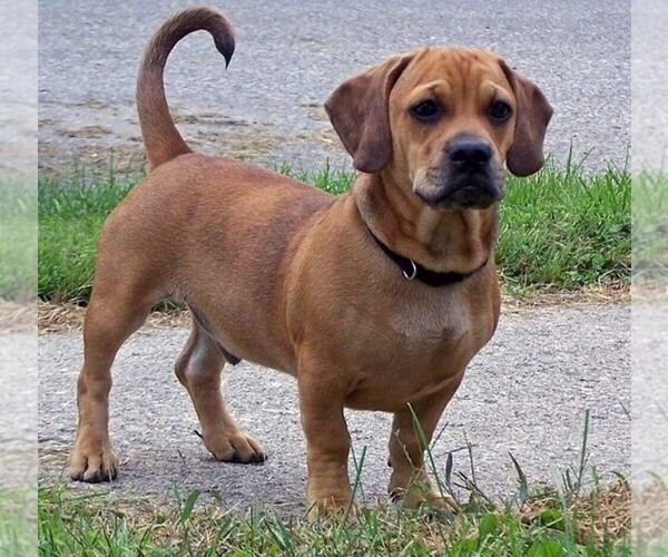 Medium Photo #1 Daug Dog Breed