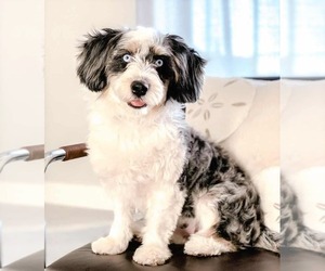 Aussiedoodle Miniature  puppies for sale and Aussiedoodle Miniature  dogs for adoption