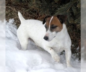 Small Photo #1 Rustralian Terrier Dog Breed