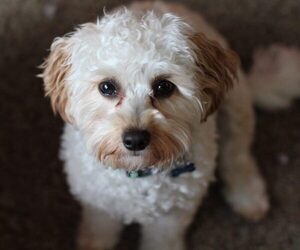 Cavapoo mix (+ Poodle Miniature) puppies for sale and Cavapoo mix (+ Poodle Miniature) dogs for adoption