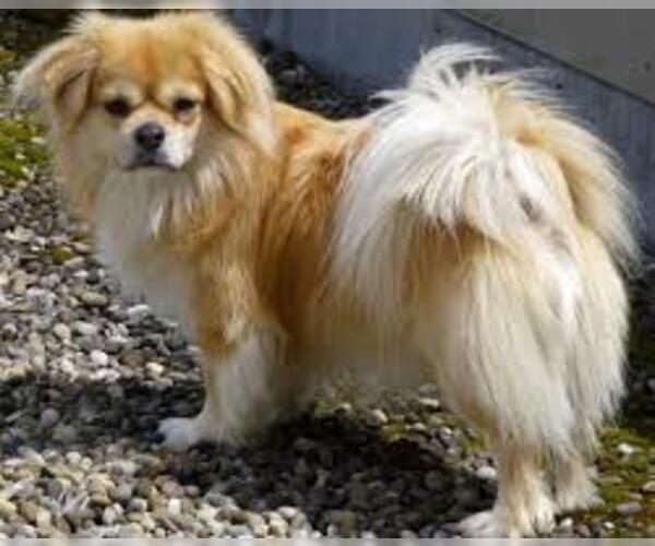 Medium Photo #5 Tibetan Spaniel Dog Breed