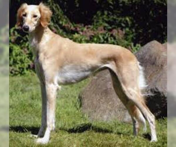 Medium Photo #5 Saluki Dog Breed