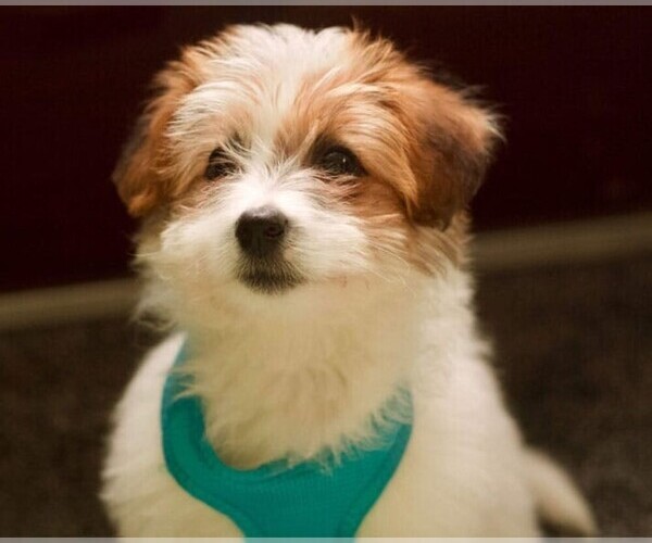 Medium Photo #1 Jackie-Bichon Dog Breed