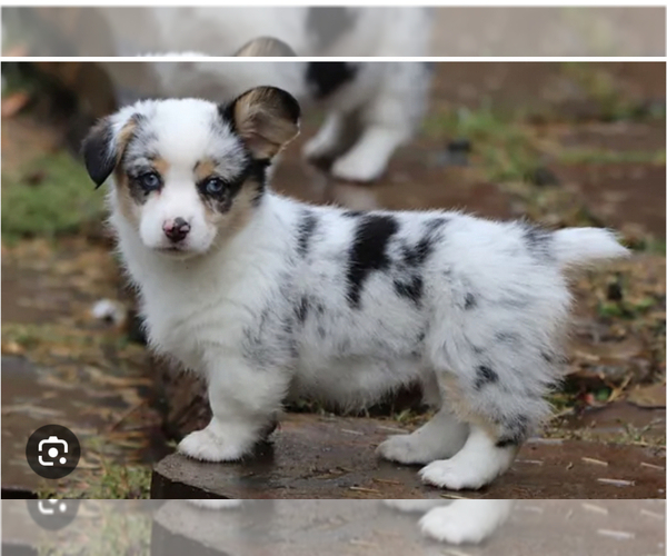 Medium Photo #2 American Corgi Dog Breed