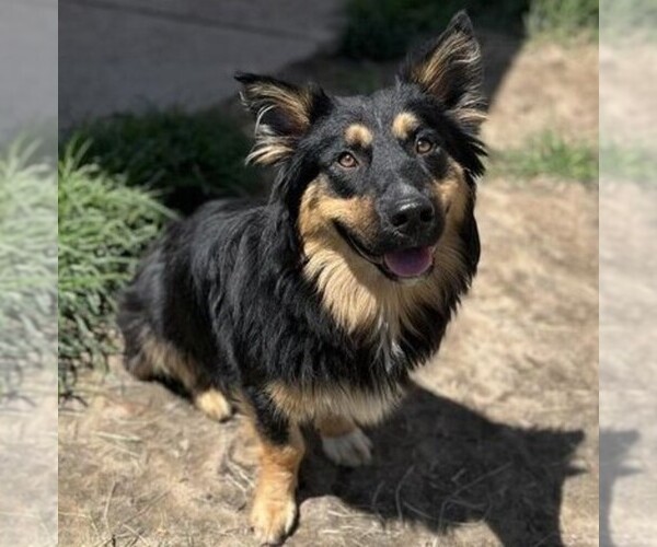 Medium Photo #1 Cardigan German Shepherd Dog Breed