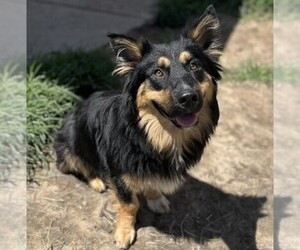 Image of Cardigan German Shepherd breed