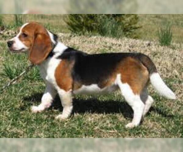 Medium Photo #4 Beagle Dog Breed