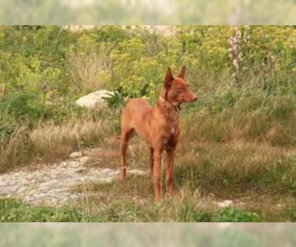 Medium Photo #6 Pharaoh Hound Dog Breed