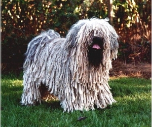 Small Photo #1 Puli Dog Breed