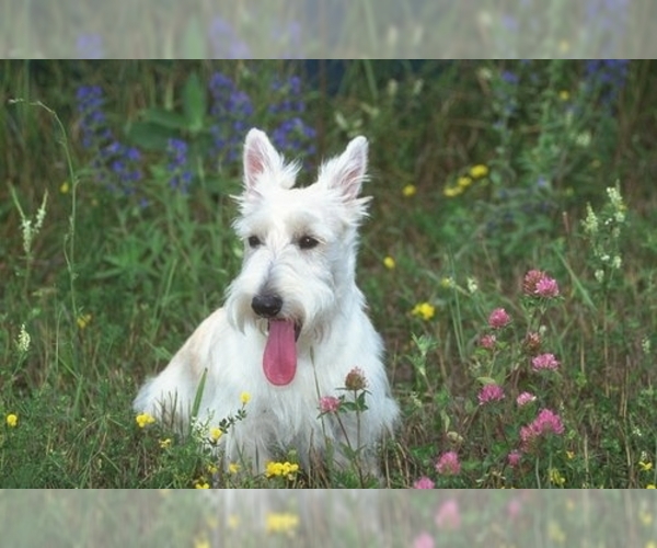 Full screen Photo #1 Scottish Terrier Dog Breed
