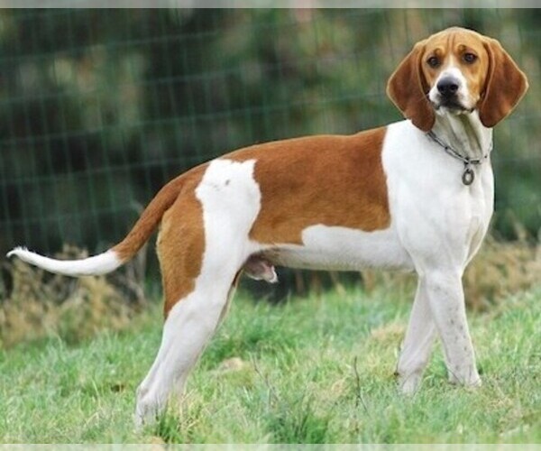 Medium Photo #1 Anglo-Francaises de Petite Venerie Dog Breed