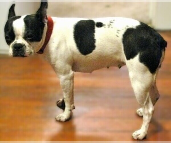 Medium Photo #1 Old Boston Bulldogge Dog Breed