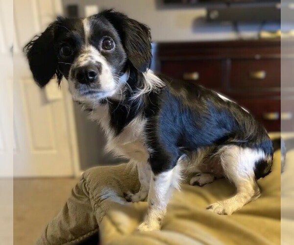 Medium Photo #1 Cairicockers Dog Breed