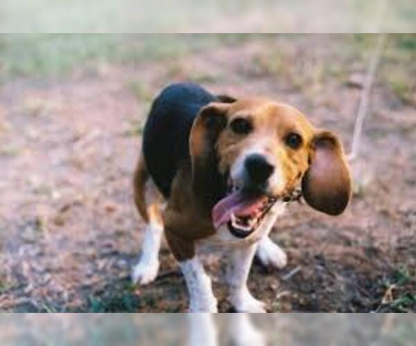 Medium Photo #5 Beagle Dog Breed