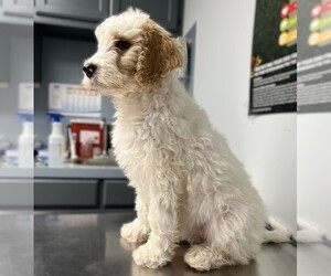 Image of English Setterdoodle breed
