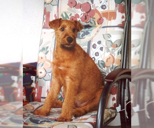 Irish Terrier Dog Breed Image