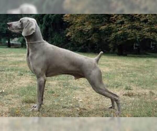 Medium Photo #6 Weimaraner Dog Breed