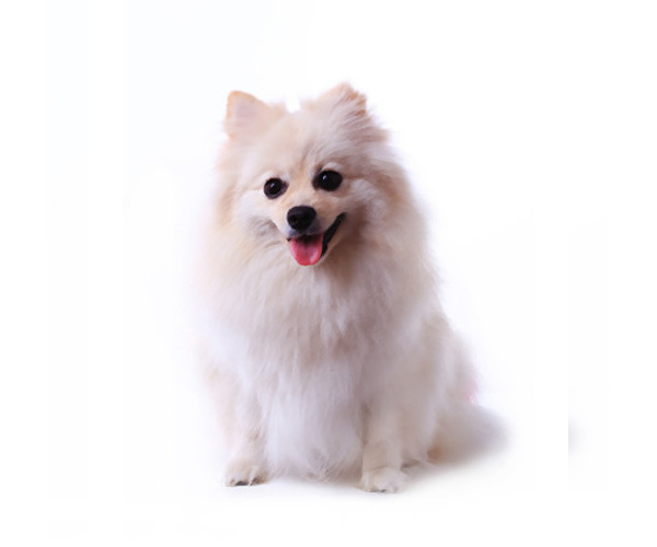 Miniature Spitz